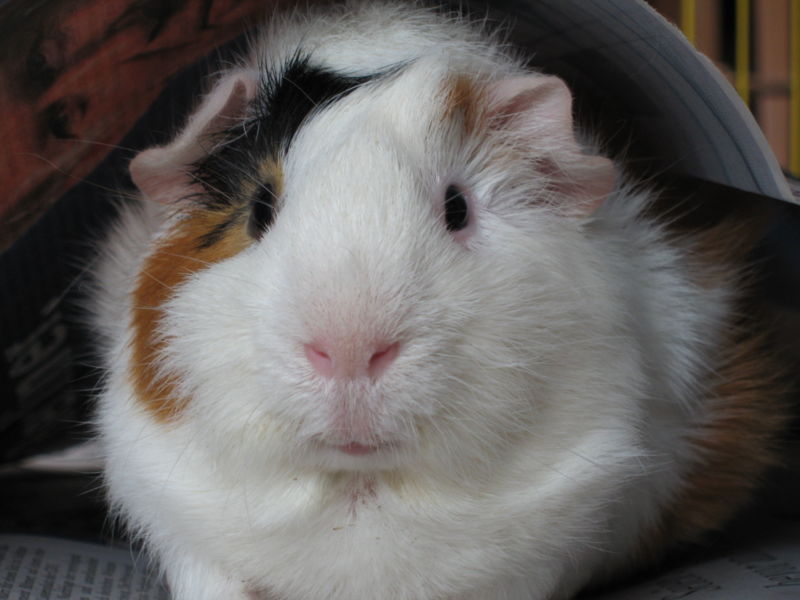 Ginny Pig Pictures. Here's a guinea pig,